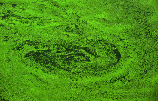 Duckweed covers the Hanjiang River