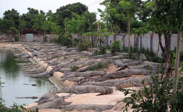 Crocodiles escape from farm in S China