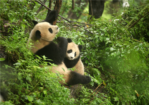 Giant pandas safe after rainstorms in SW China