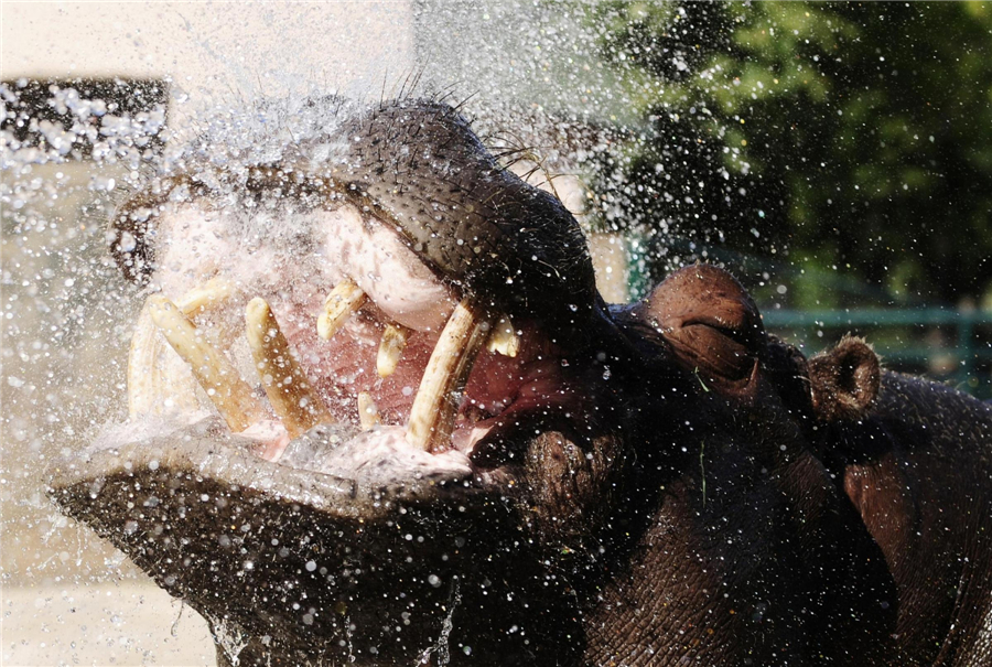 Animals try to keep cool in hot summer