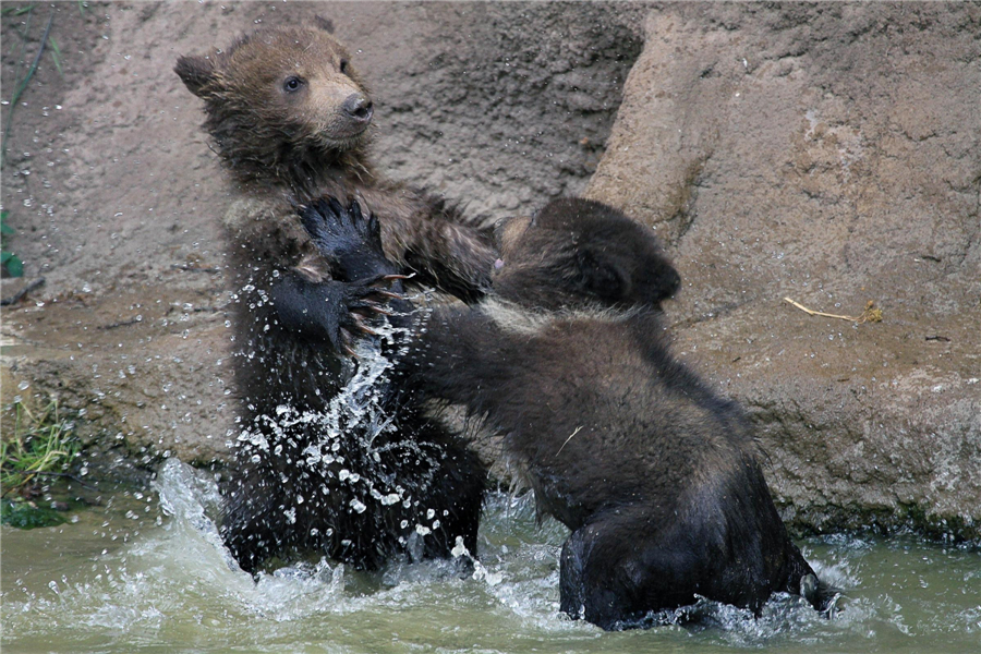 Animals try to keep cool in hot summer