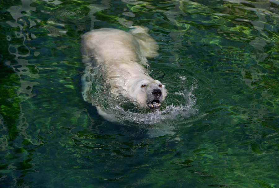 Animals try to keep cool in hot summer