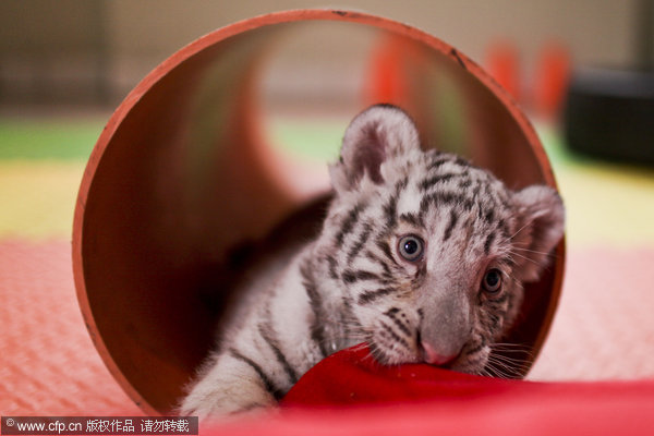 Bengal tiger cub makes its debut in Peru