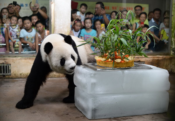 Giant panda turns 8 in C China zoo