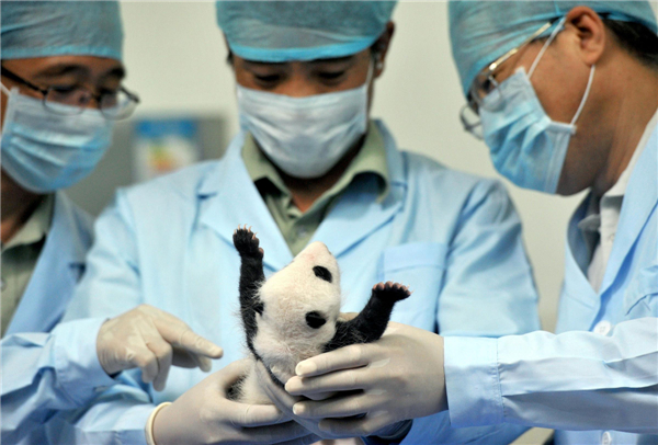 Tiny panda cub's health check