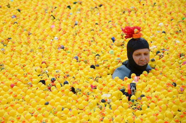 12,000 rubber ducks swim for contest