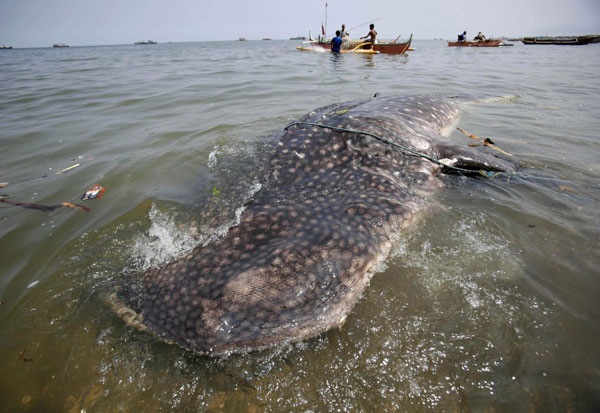 Whale shark found dead near Manila