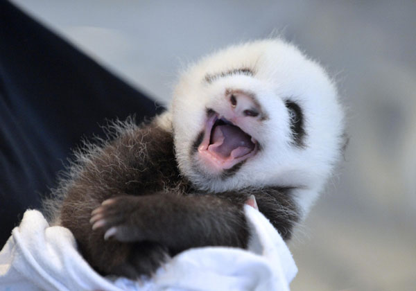 Panda twin cubs born at Atlanta Zoo