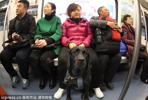 Chengdu metro welcomes 1st guide dog