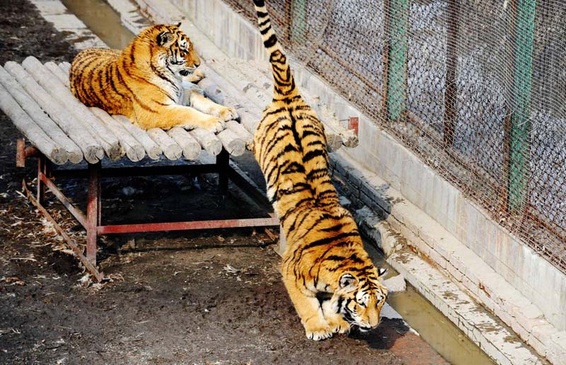 Siberian tiger base expecting 100 new cubs