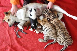 Siberian tiger base expecting 100 new cubs