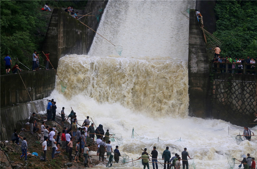 Fish going free as E China floodgates open