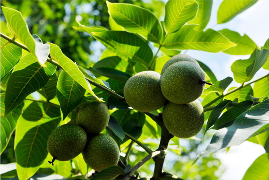 Small county builds biggest walnut industry