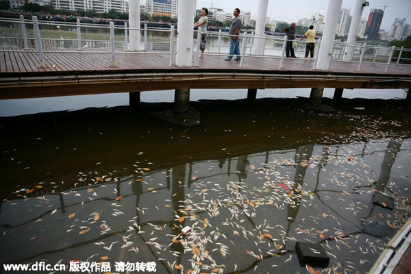 River fills with dead fish, attracting egrets