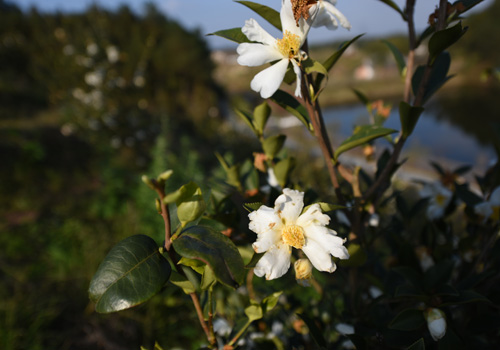 Huangpaoshan camellia oil--healthy cooking oil