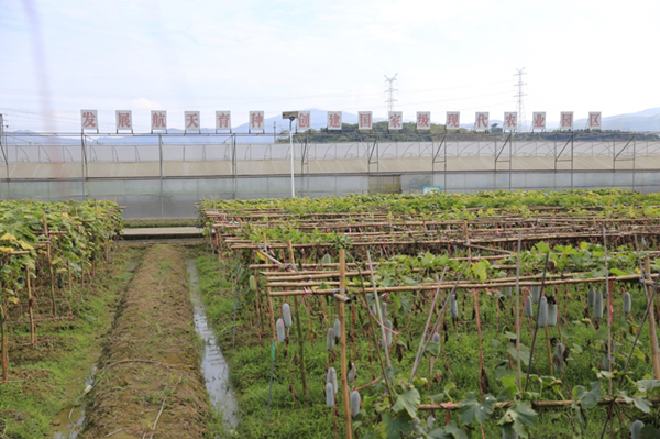 Villages in Huizhou strive for green economy