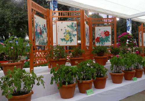 Peonies exhibit delights Liangjiang New Area