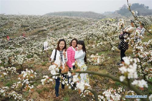 Visitors walk among pear blossom in Chongqing