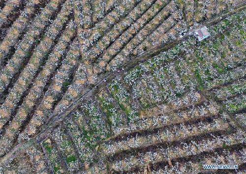 Visitors walk among pear blossom in Chongqing