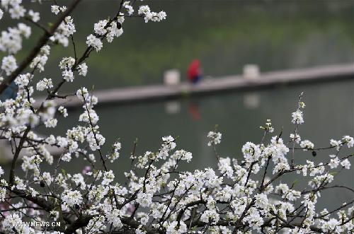 Spring scenery in Chongqing