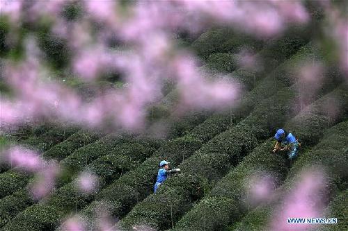 Female farmers pick up fresh tea leaves at Zhenzhulan Tea Base