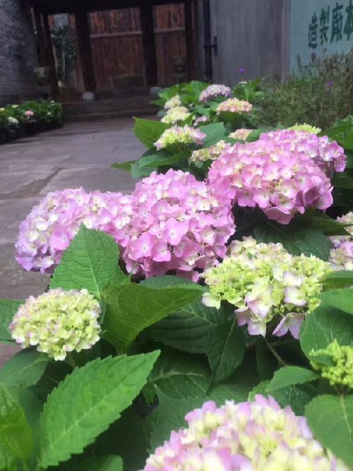 Hydrangea exhibition to open in Liangjiang Intl Movie City