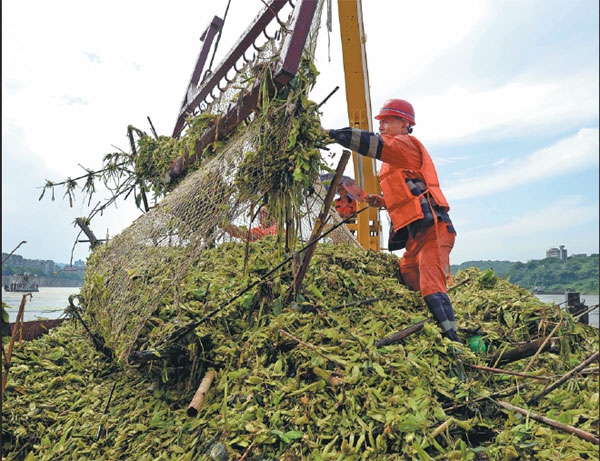 Invasive water lettuce clogging Yangtze