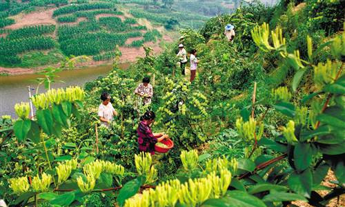 Greener mountains, richer farmers