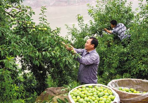 Grain for Green raises money in the mountains of Chongqing