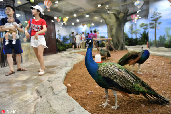 Overseas returnee opens indoor petting zoo in Chongqing