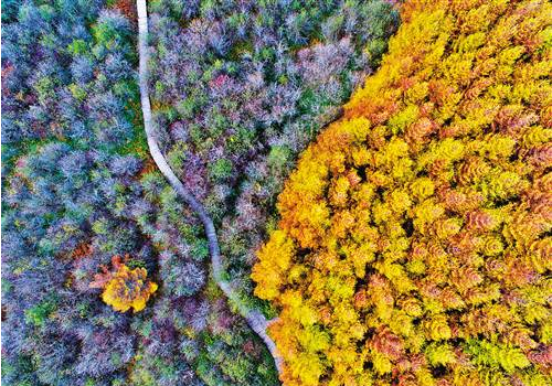 Green development paints colorful Chongqing