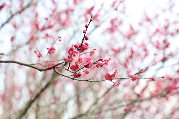 Enjoy red plum blossoms at Liangjiang park