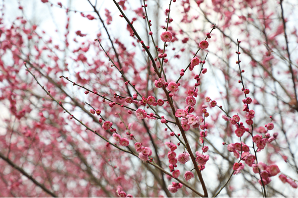 Enjoy red plum blossoms at Liangjiang park