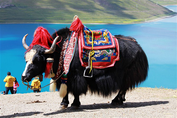 Journey to the Silk Road - Tibet autonomous region