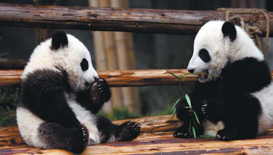 Panda lovers take Silk Road to Sichuan