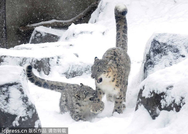 Snow leopard cubs show their muscle