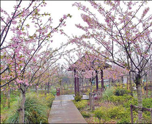 Cherry blossoms a rite of spring