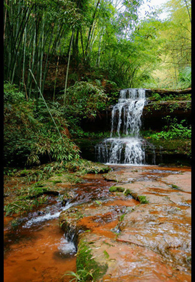 South Sichuan bamboo sea