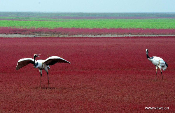 Tourists visit Red Beach in NE China during Mid-autumn