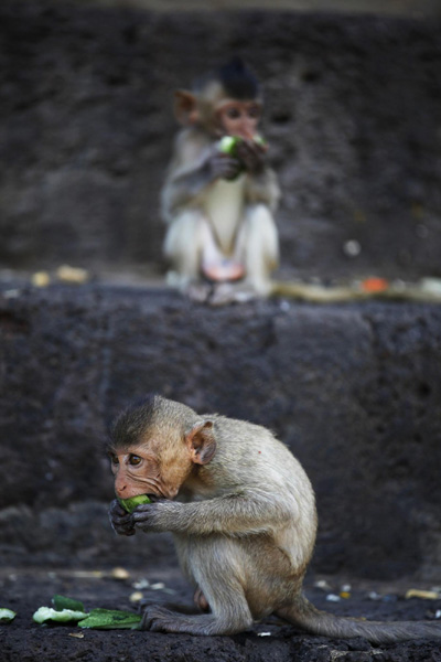 Monkey Buffet Festival