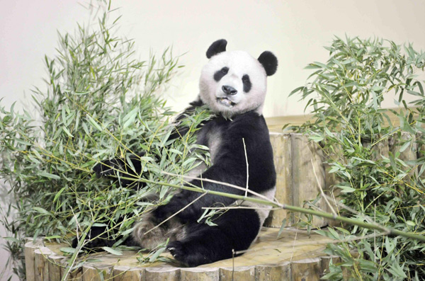 Giant pandas arrive in Edinburgh