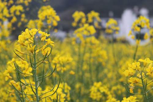 Rape Flowers in Wuyuan