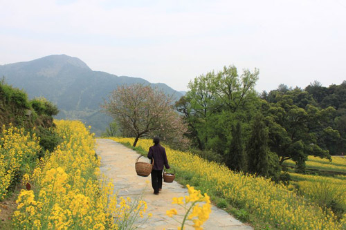 Rape Flowers in Wuyuan