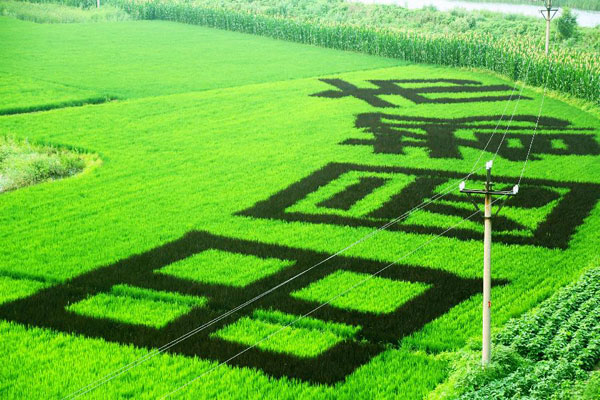 Art in paddy field