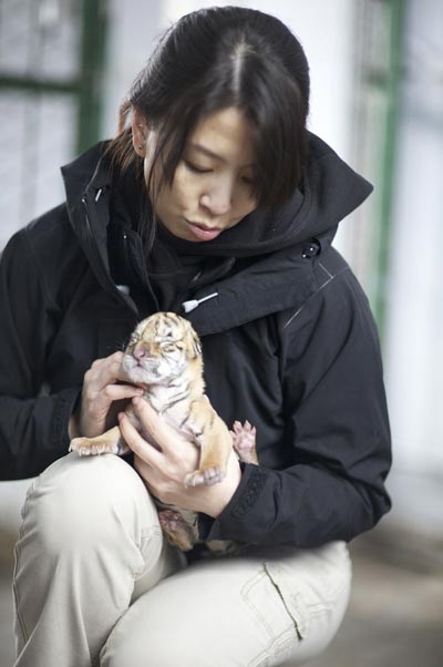 Up close with tigers