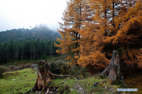 Autumn scenery of Jiajinshan National Forest Park in Sichuan