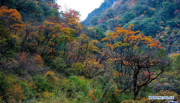 Autumn scenery of Jiajinshan National Forest Park in Sichuan