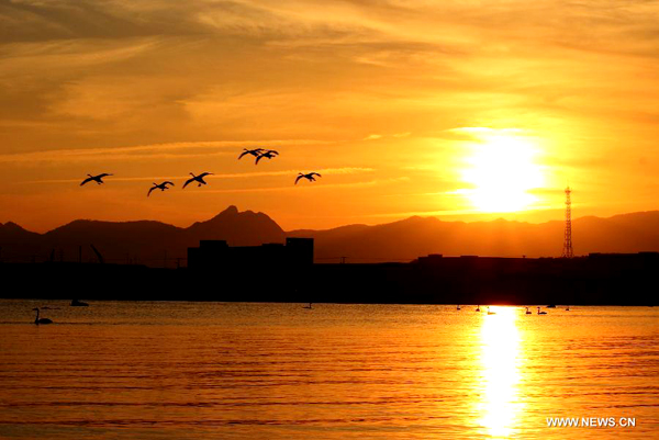 More than 1,000 swans spend winter in Rongcheng