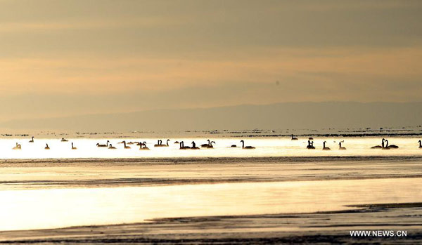 Swans swim in Qinghai Lake