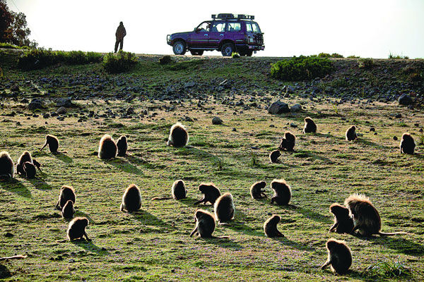 Monkey business in the Simien Mountains